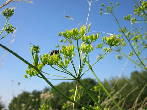 Image of wild parsnip