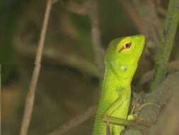 Image of Common green forest lizard