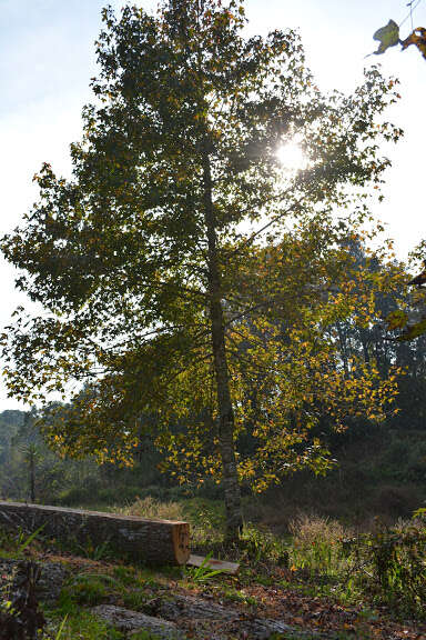 Image of American Sweetgum