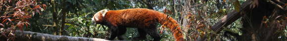 Image of Red panda