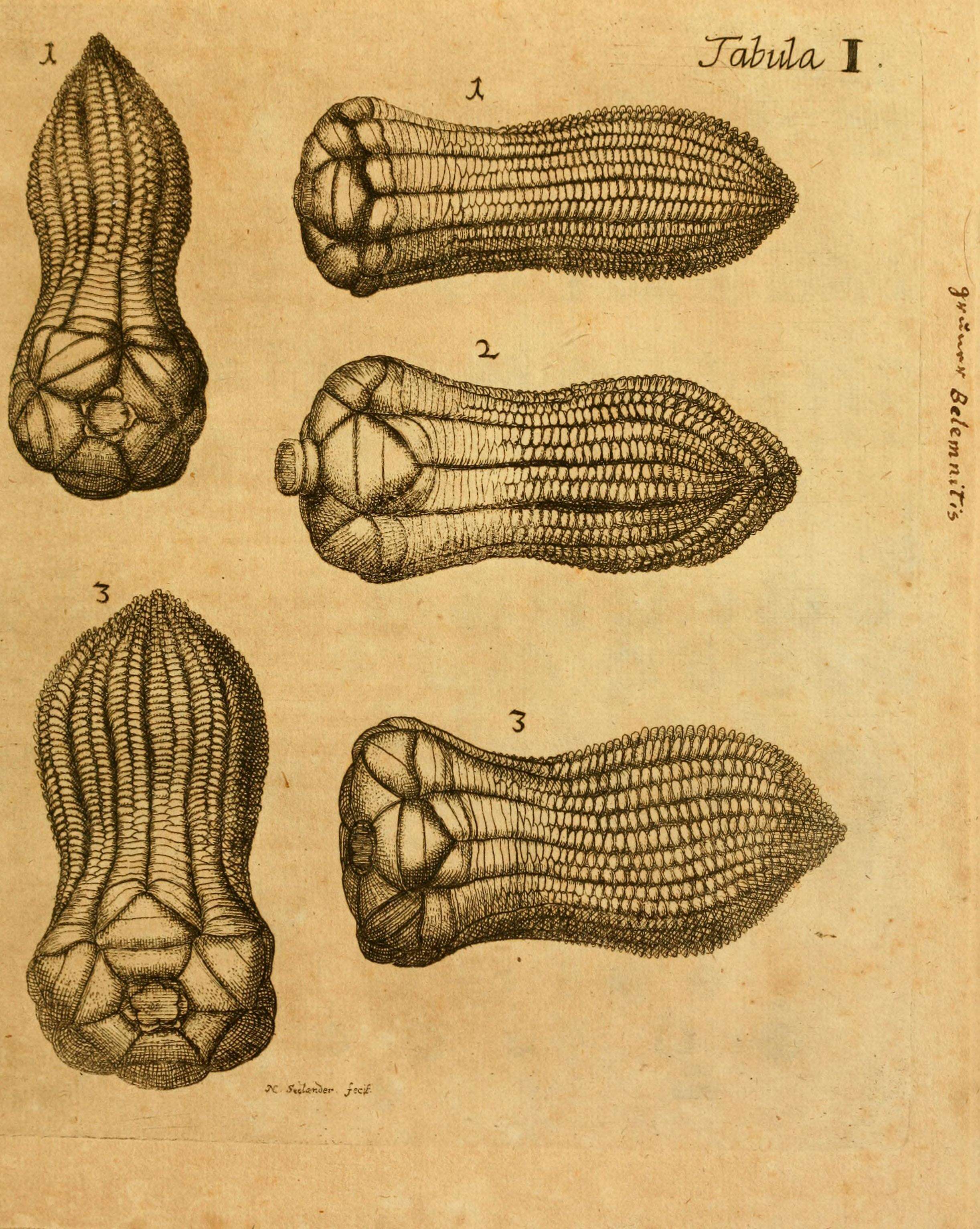 Image of crinoids and relatives