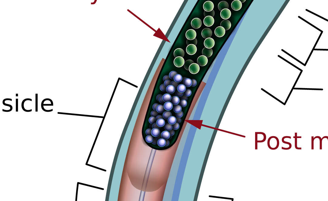 Imagem de Caenorhabditis elegans