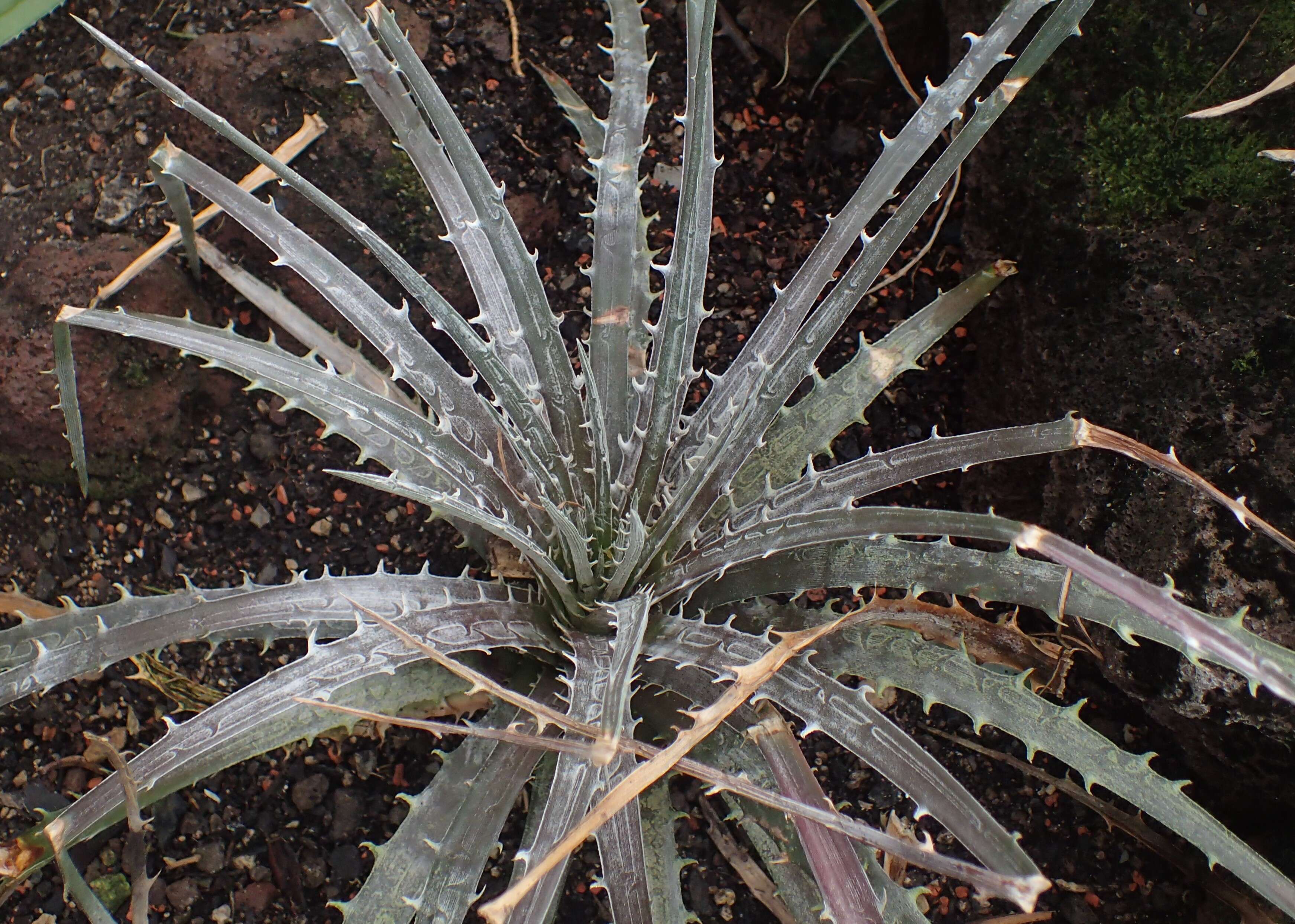 Dyckia milagrensis Leme resmi