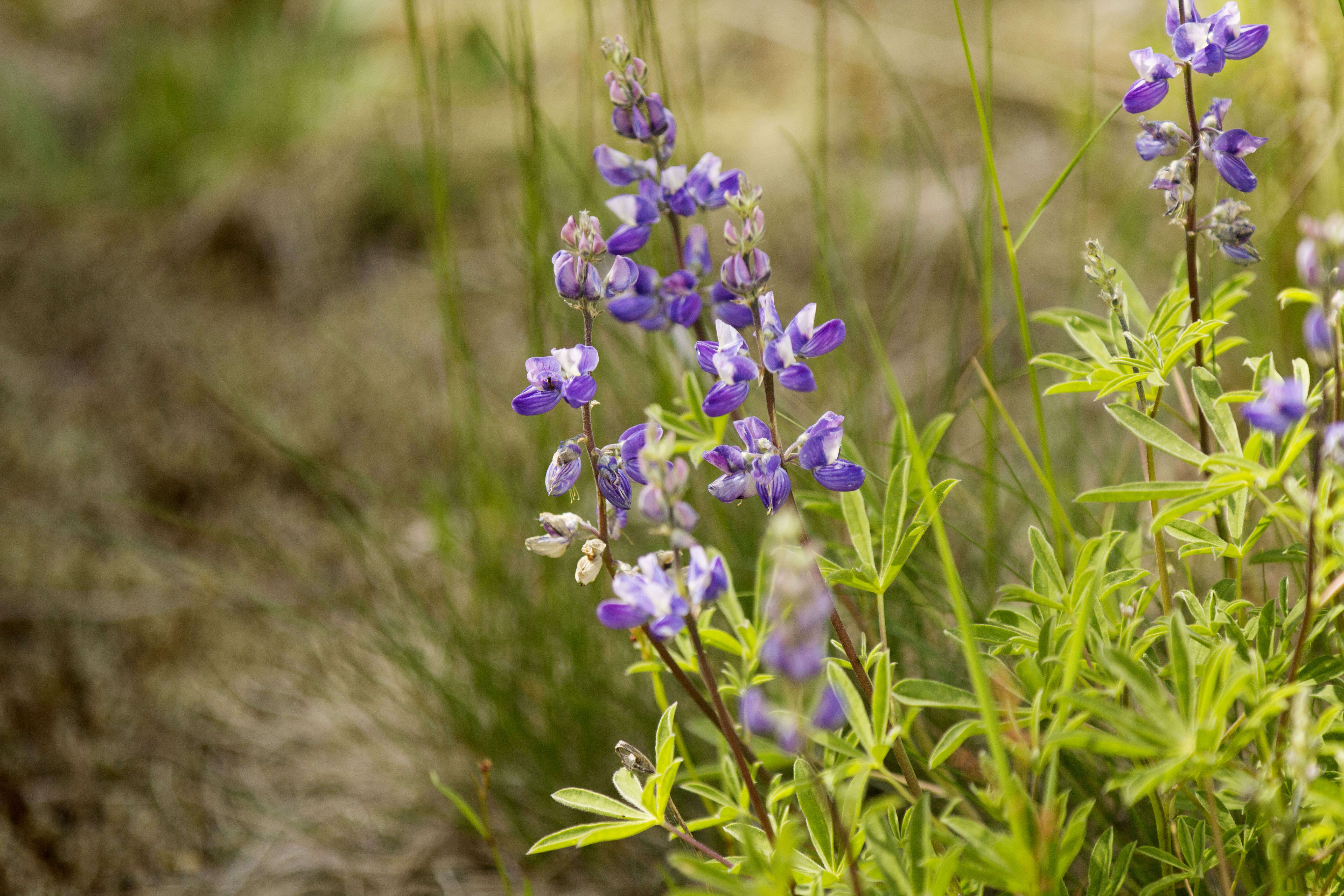 Image of broadleaf lupine