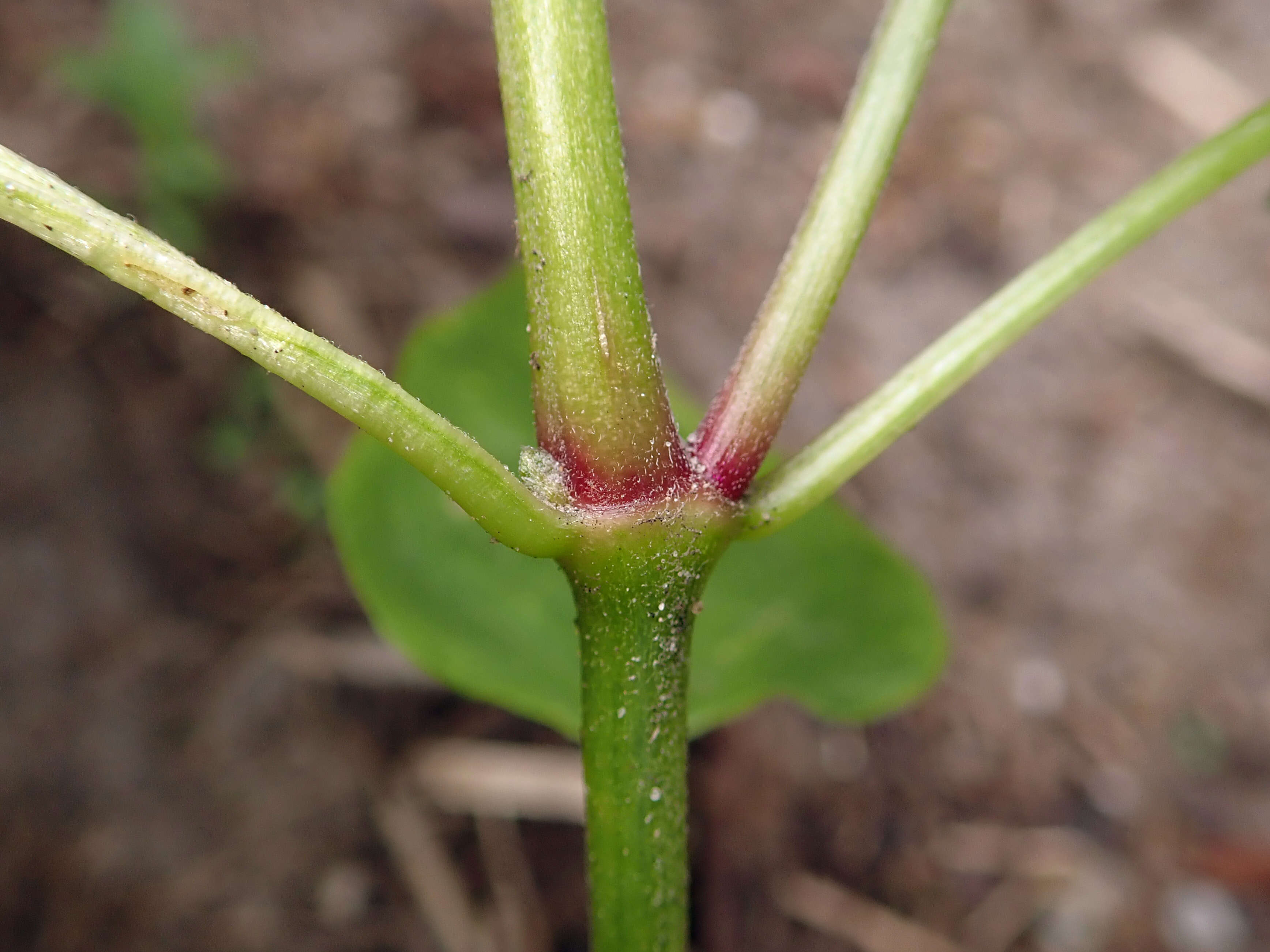 Image of Four o'Clock flower