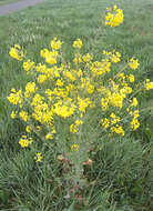 Image of Brassica rapa subsp. oleifera