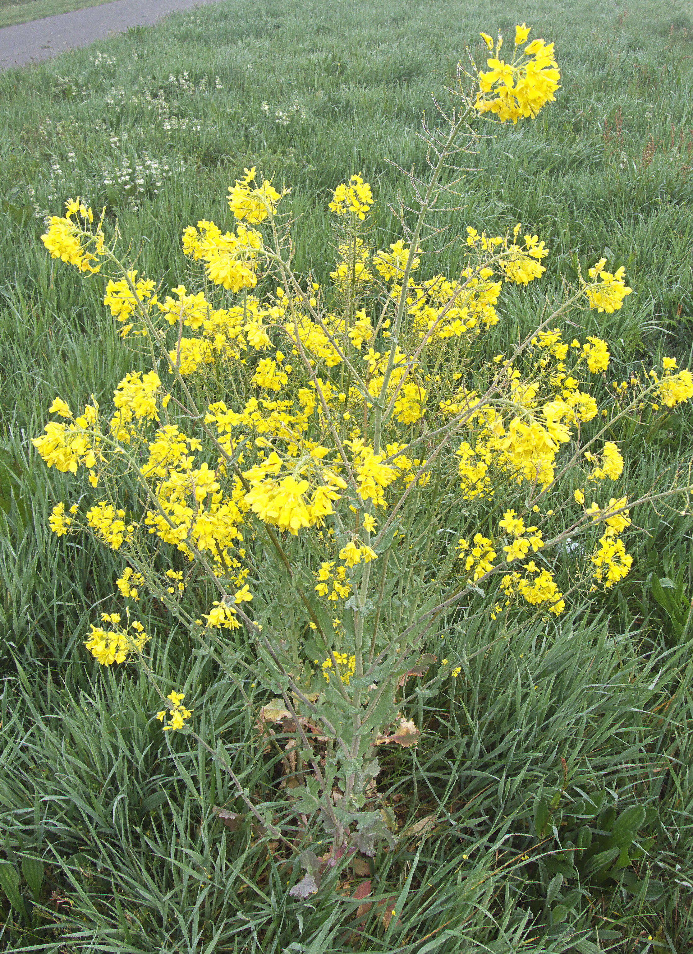 Image of Brassica rapa subsp. oleifera