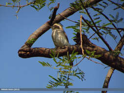 Tephrodornis pondicerianus (Gmelin & JF 1789)的圖片