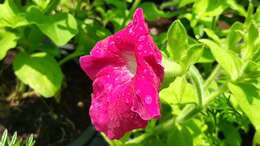 Image of petunia