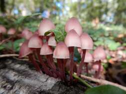 Image of Mycena haematopus (Pers.) P. Kumm. 1871