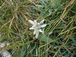 Image of edelweiss