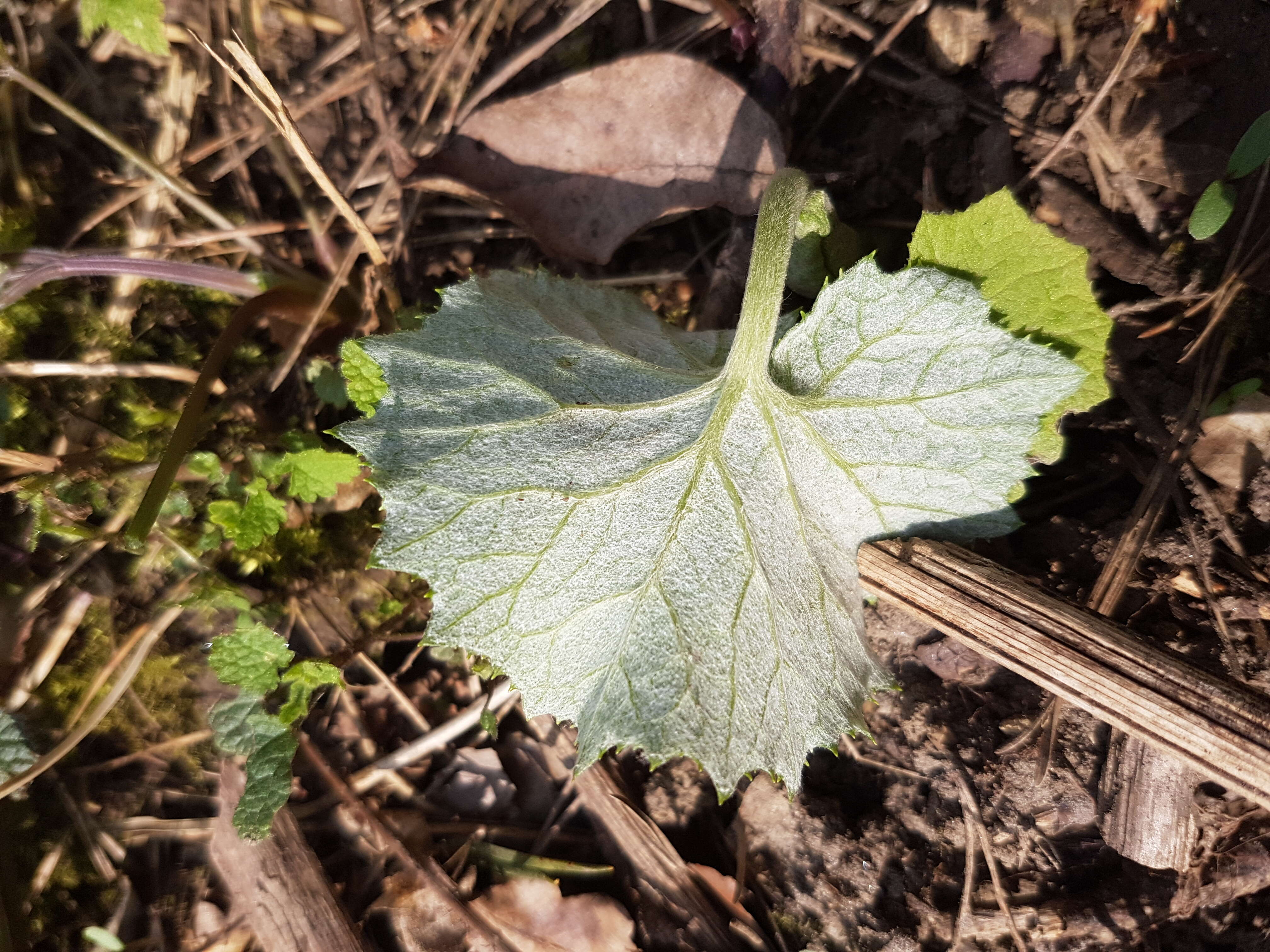 Image of Petasites albus (L.) Gaertn.