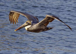 Image of Pelecanus occidentalis carolinensis Gmelin & JF 1789