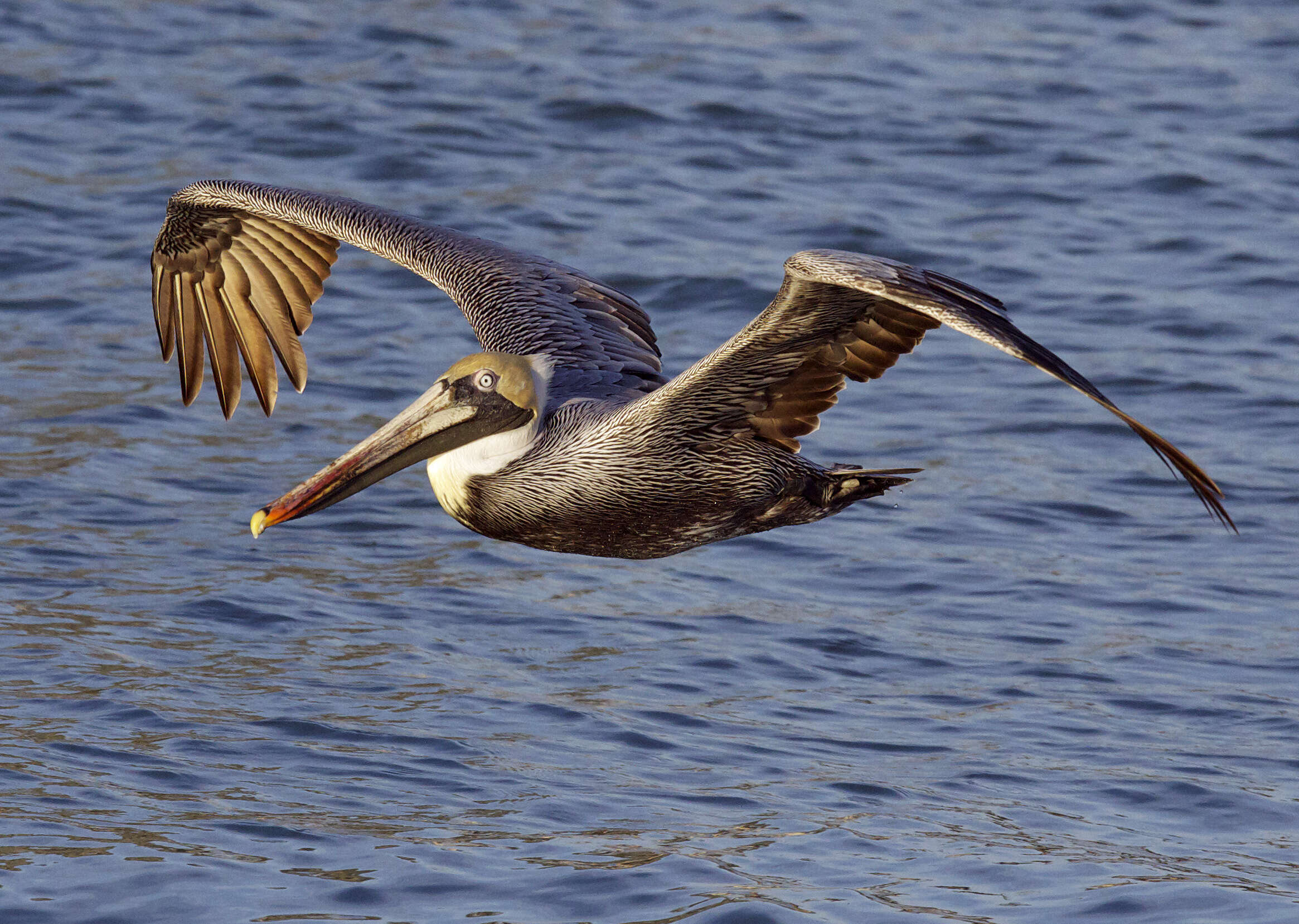 Image of Pelecanus occidentalis carolinensis Gmelin & JF 1789