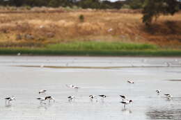 Image of Australian Red-necked Avocet