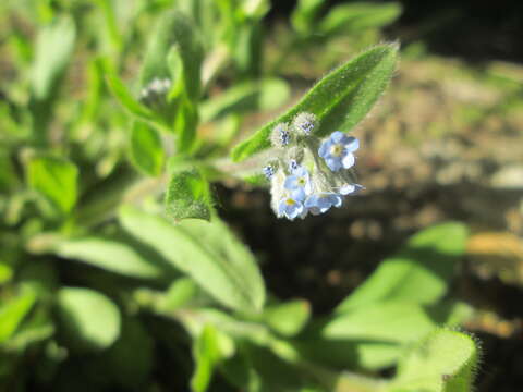 Image of field forget-me-not