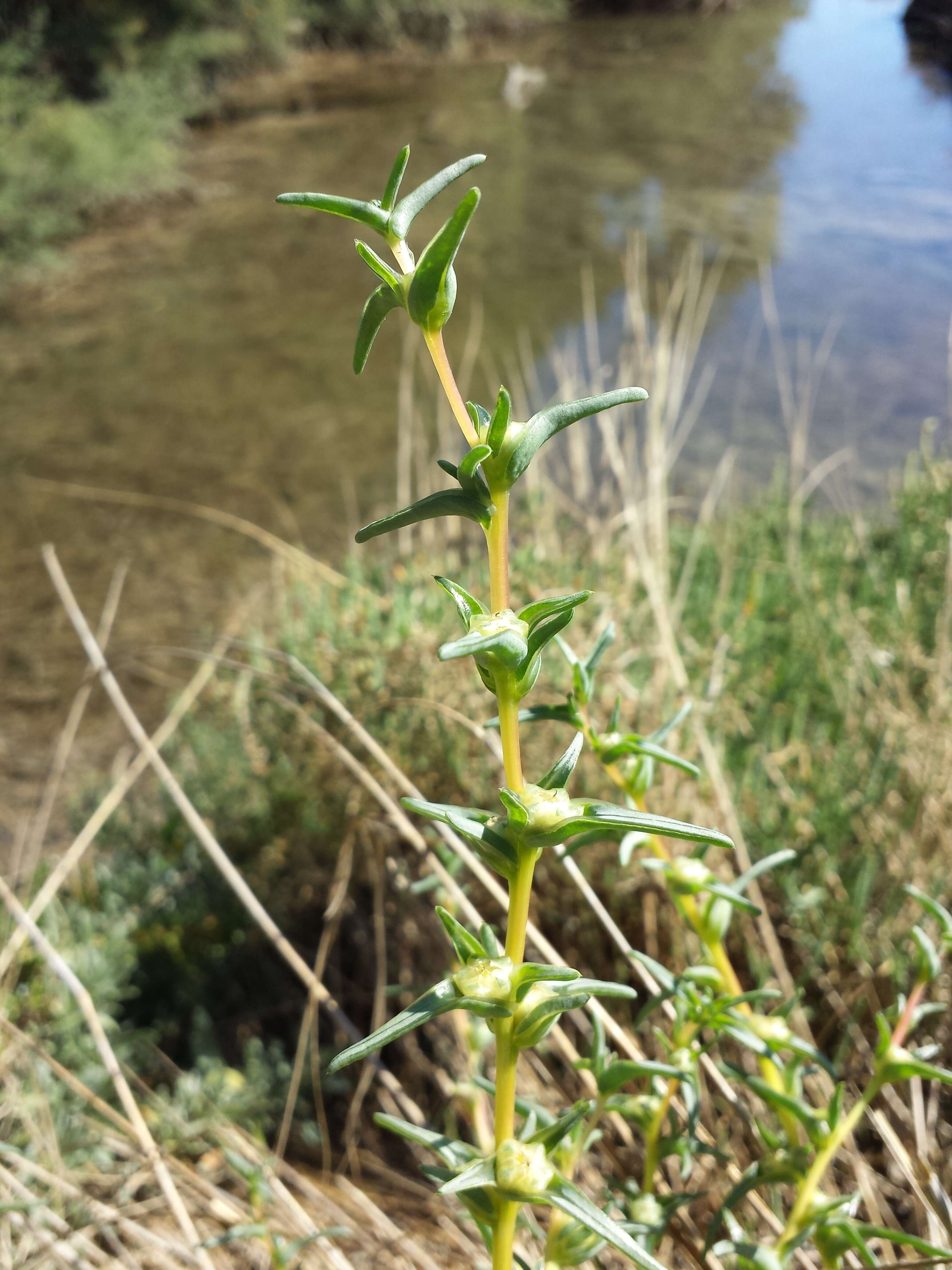 Imagem de Salsola soda L.