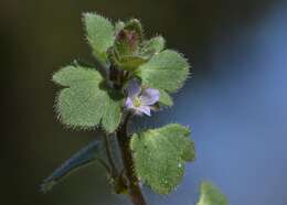 Image of false ivy-leaved speedwell