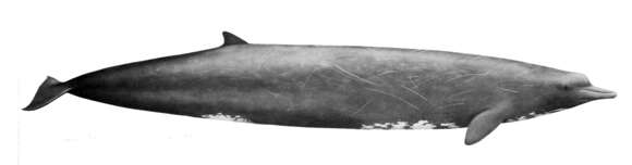 Image of giant beaked whale