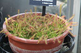 Image of Drosera nitidula subsp. omissa (Diels) N. Marchant & Lowrie