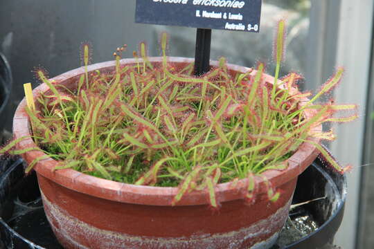 Image of Drosera nitidula subsp. omissa (Diels) N. Marchant & Lowrie