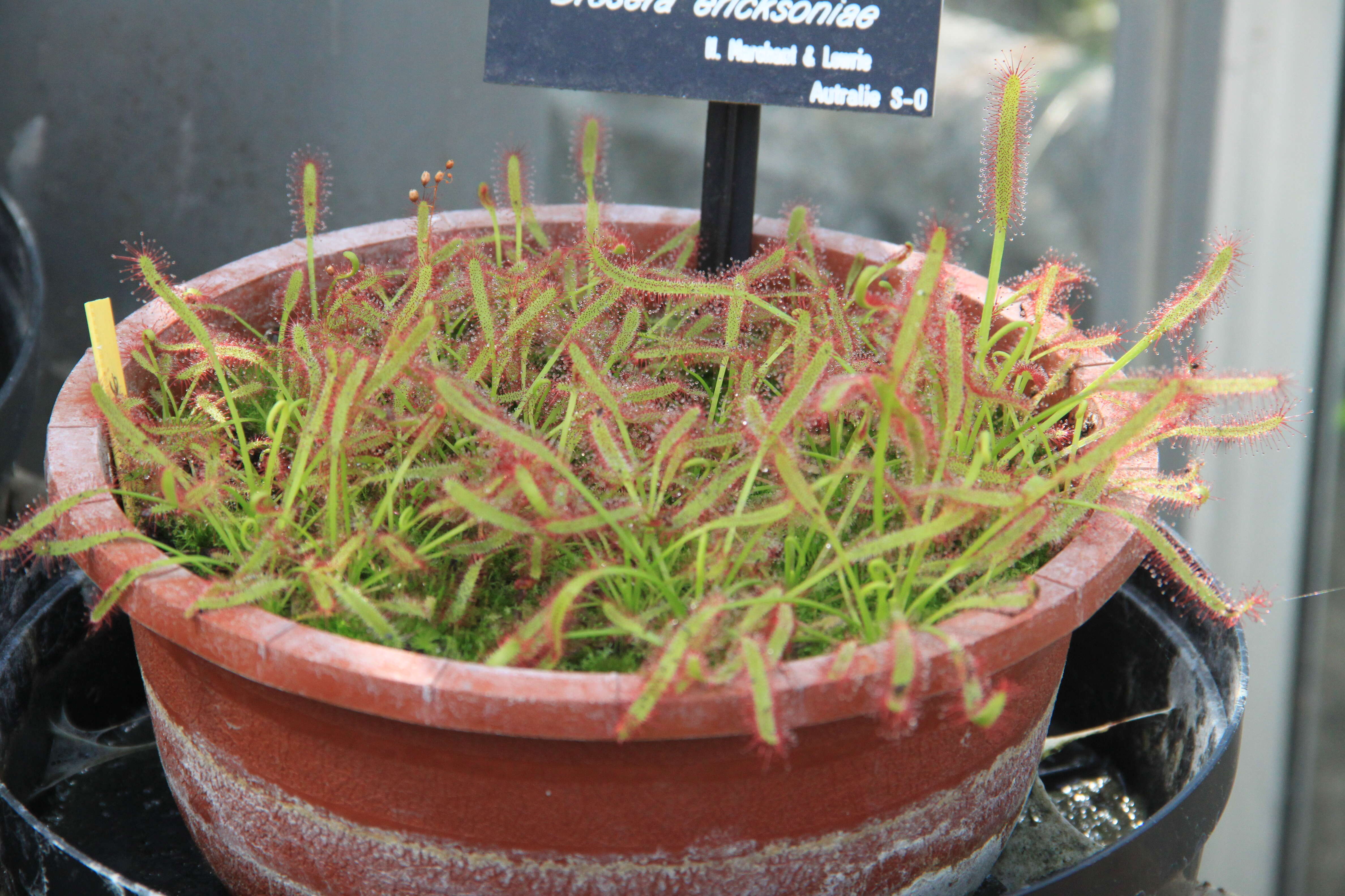 صورة Drosera nitidula subsp. omissa (Diels) N. Marchant & Lowrie