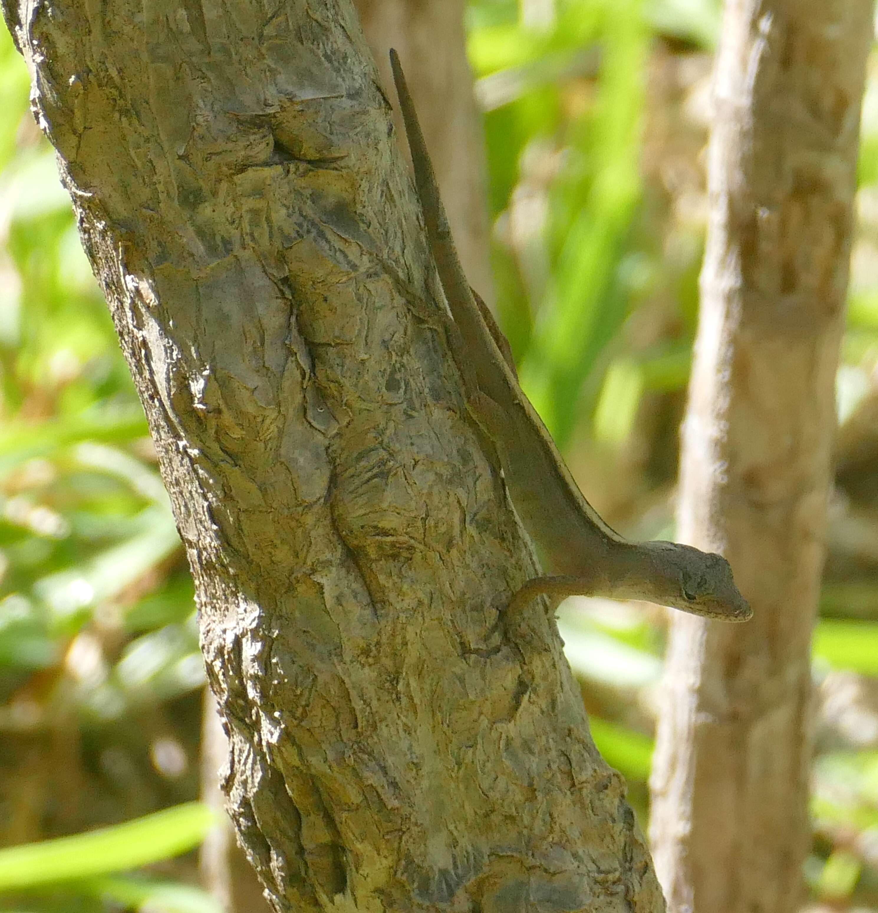 Plancia ëd Anolis tropidonotus Peters 1863