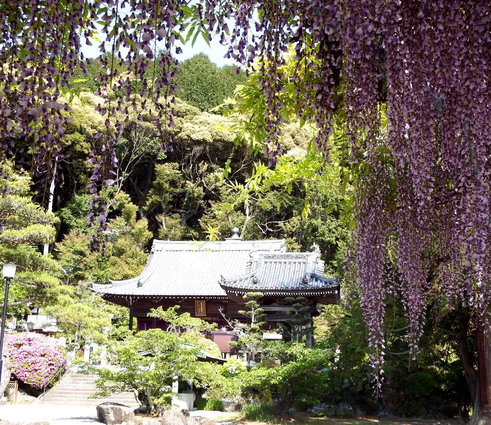 Image of Japanese wisteria