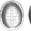 Image of Pleurosternidae