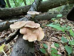 Image of Polyporus tuberaster (Jacq. ex Pers.) Fr. 1821