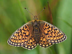 Imagem de Boloria eunomia