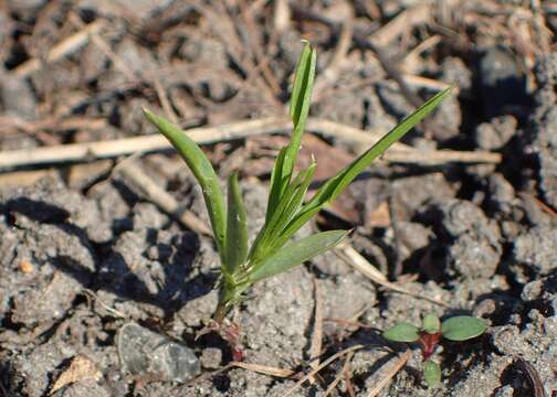 Image of flat pea