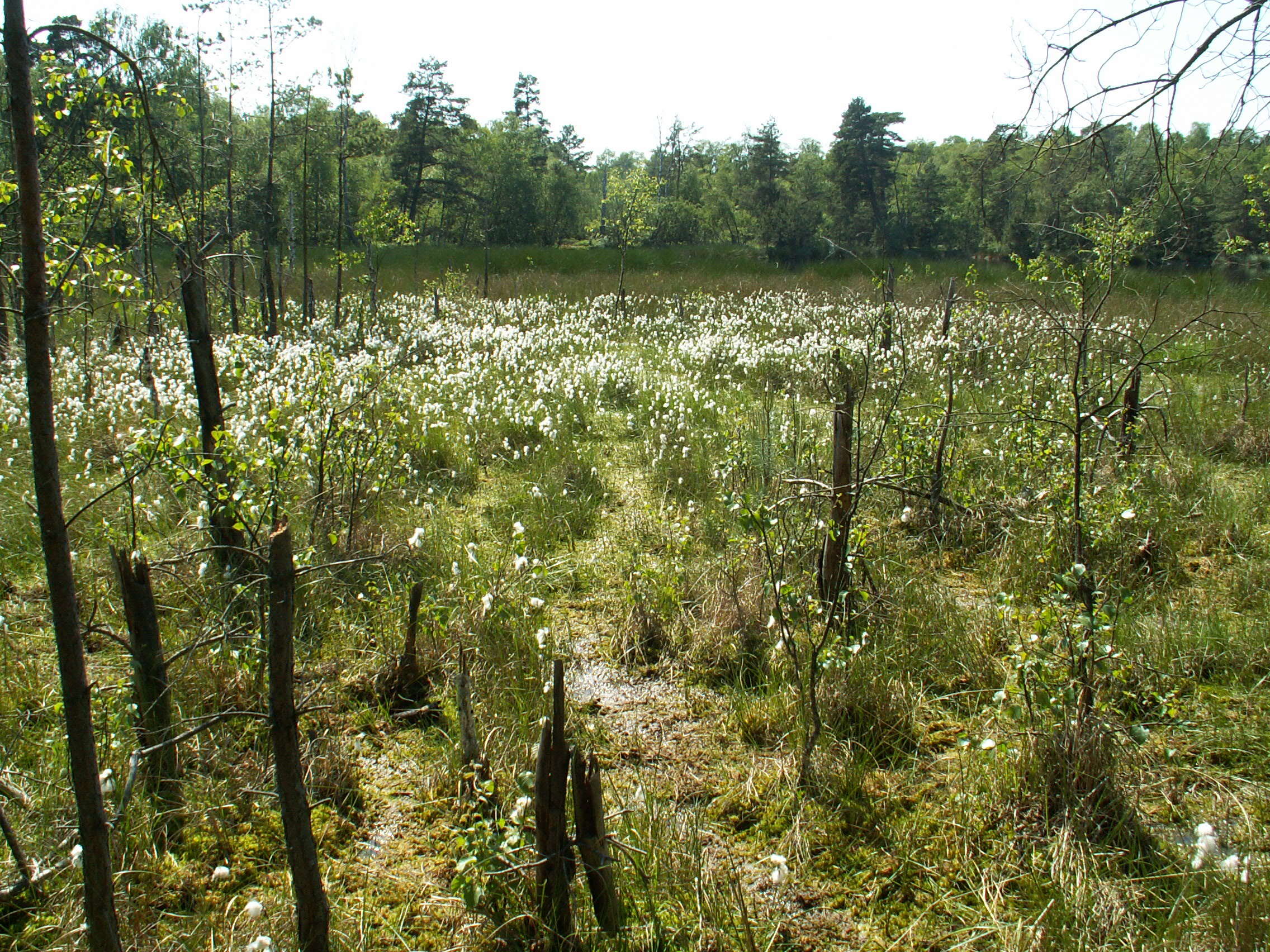 Image of common cottongrass