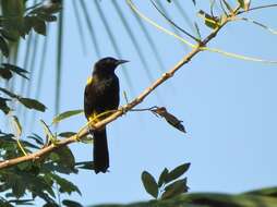 Image of Puerto Rican Oriole