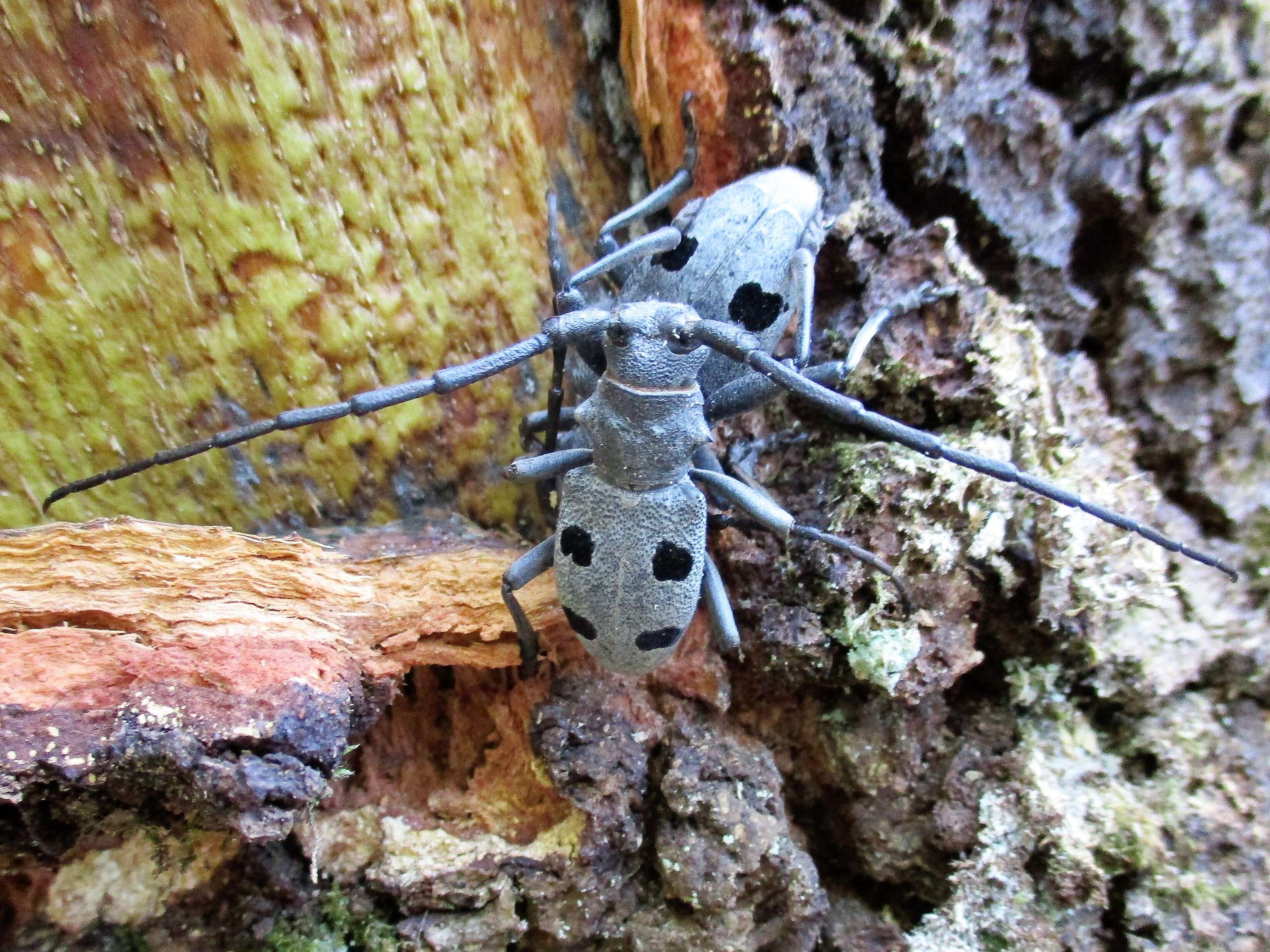 Image of Long-horned beetle