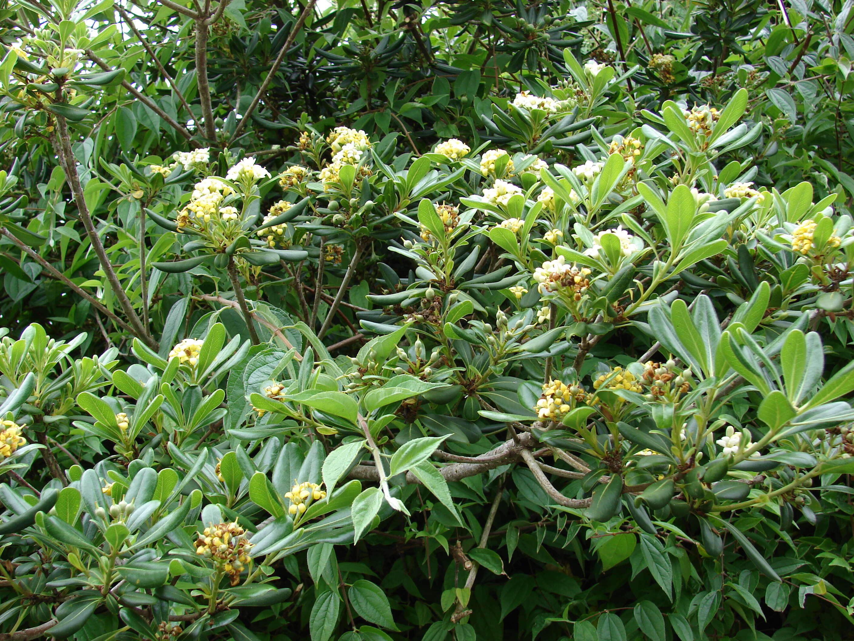 Image de Pittosporum tobira (Murray) Aiton fil.