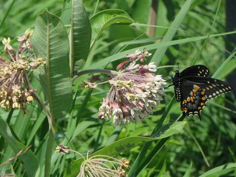 Image of Black Swallowtail