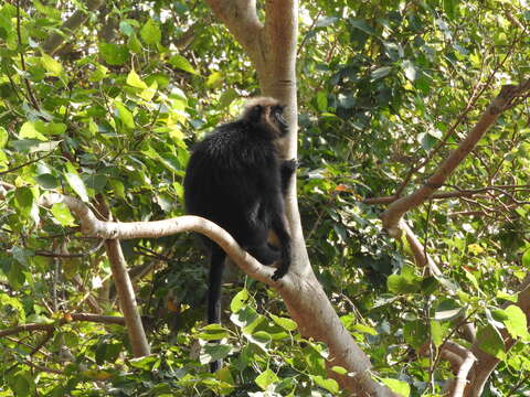 صورة Semnopithecus johnii (J. Fischer 1829)