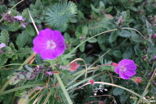 Image of Himalayan Crane's-bill