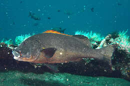 Image of Giant sweetlips