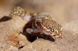 Image of Texas Banded Gecko