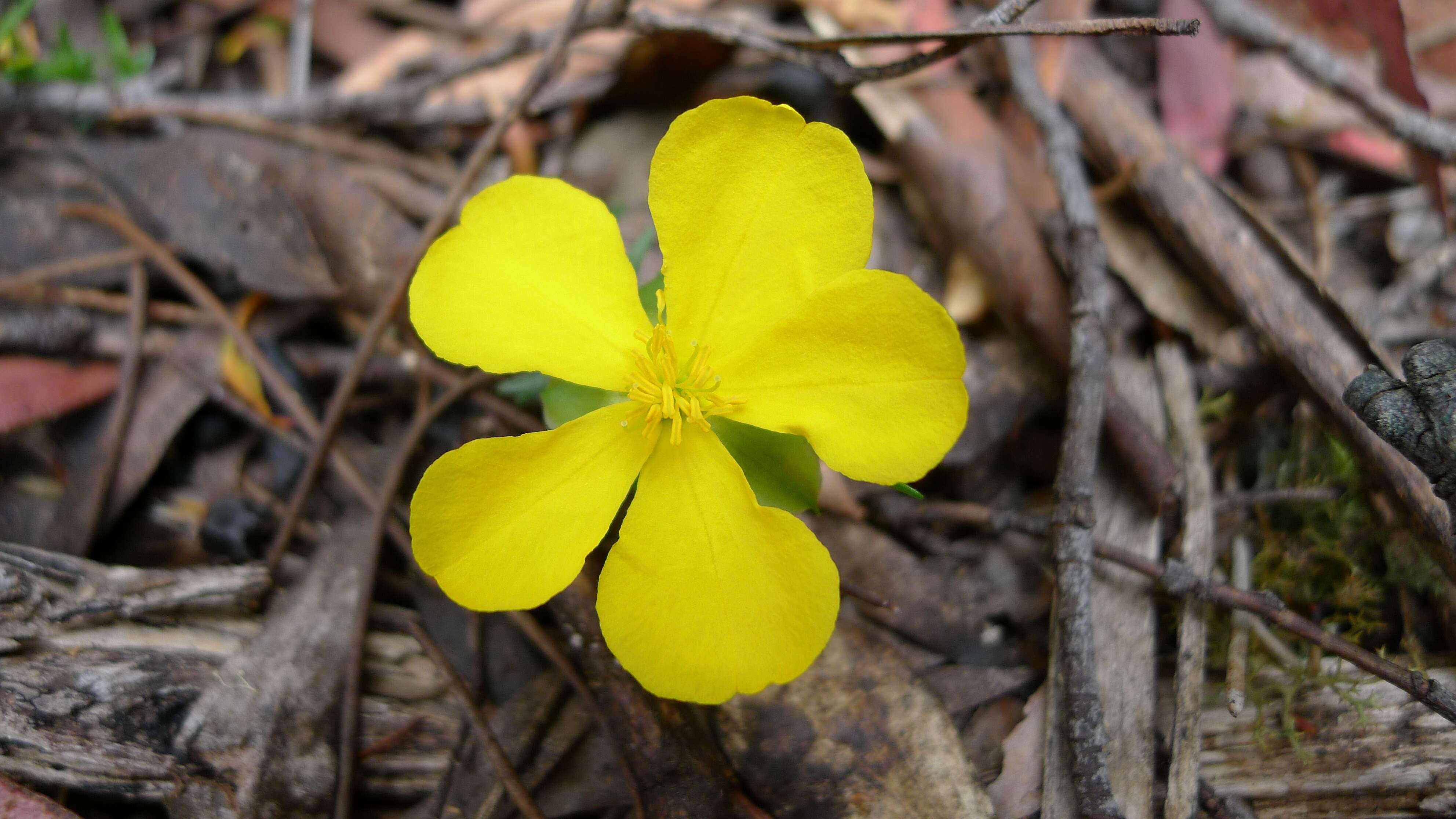 Image of Hibbertia procumbens (Labill.) DC.