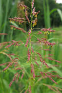 Image of Johnson grass