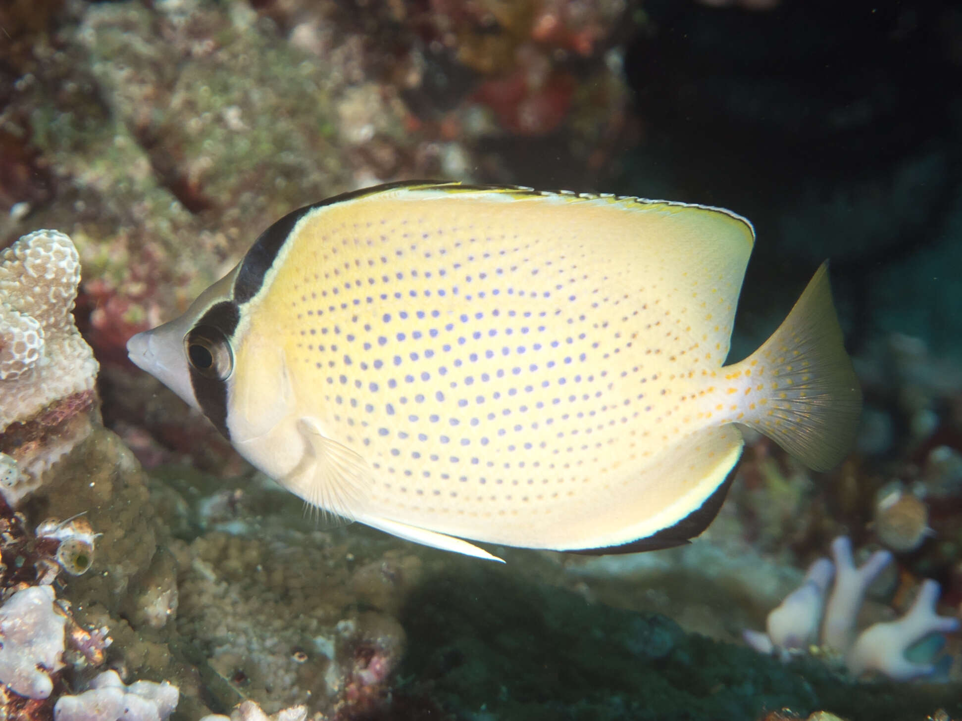 Image of Citron Butterfly