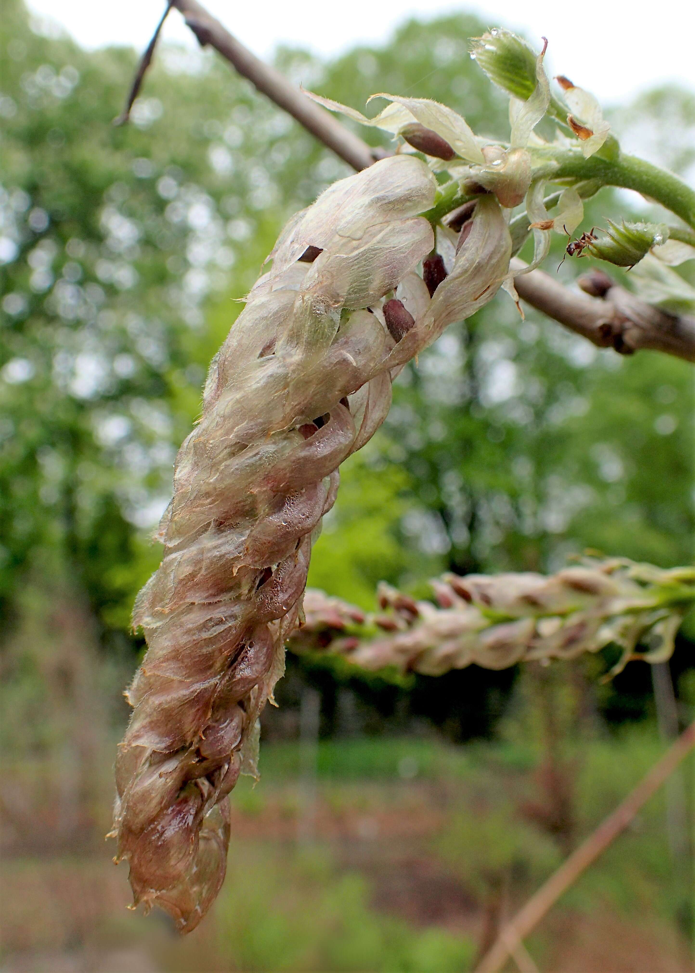 Image de Wisteria sinensis (Sims) Sweet