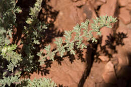 Image of western tansymustard