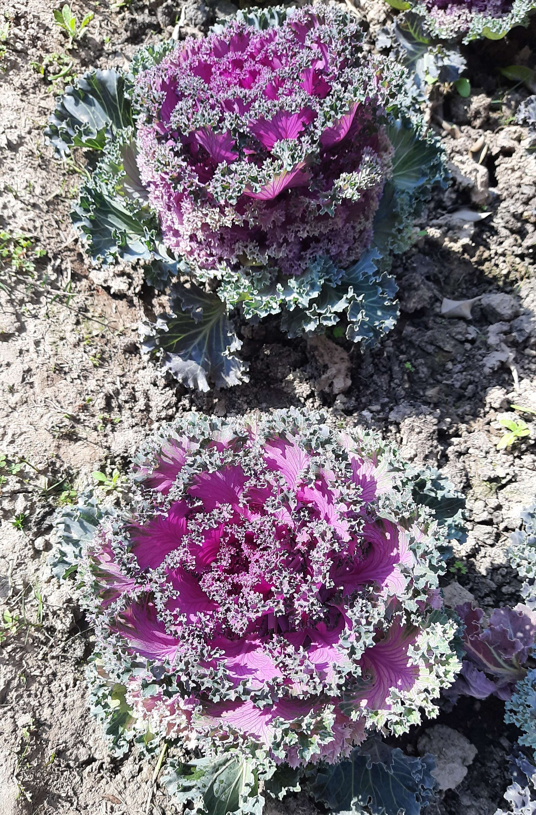 Image of Wild Mustard