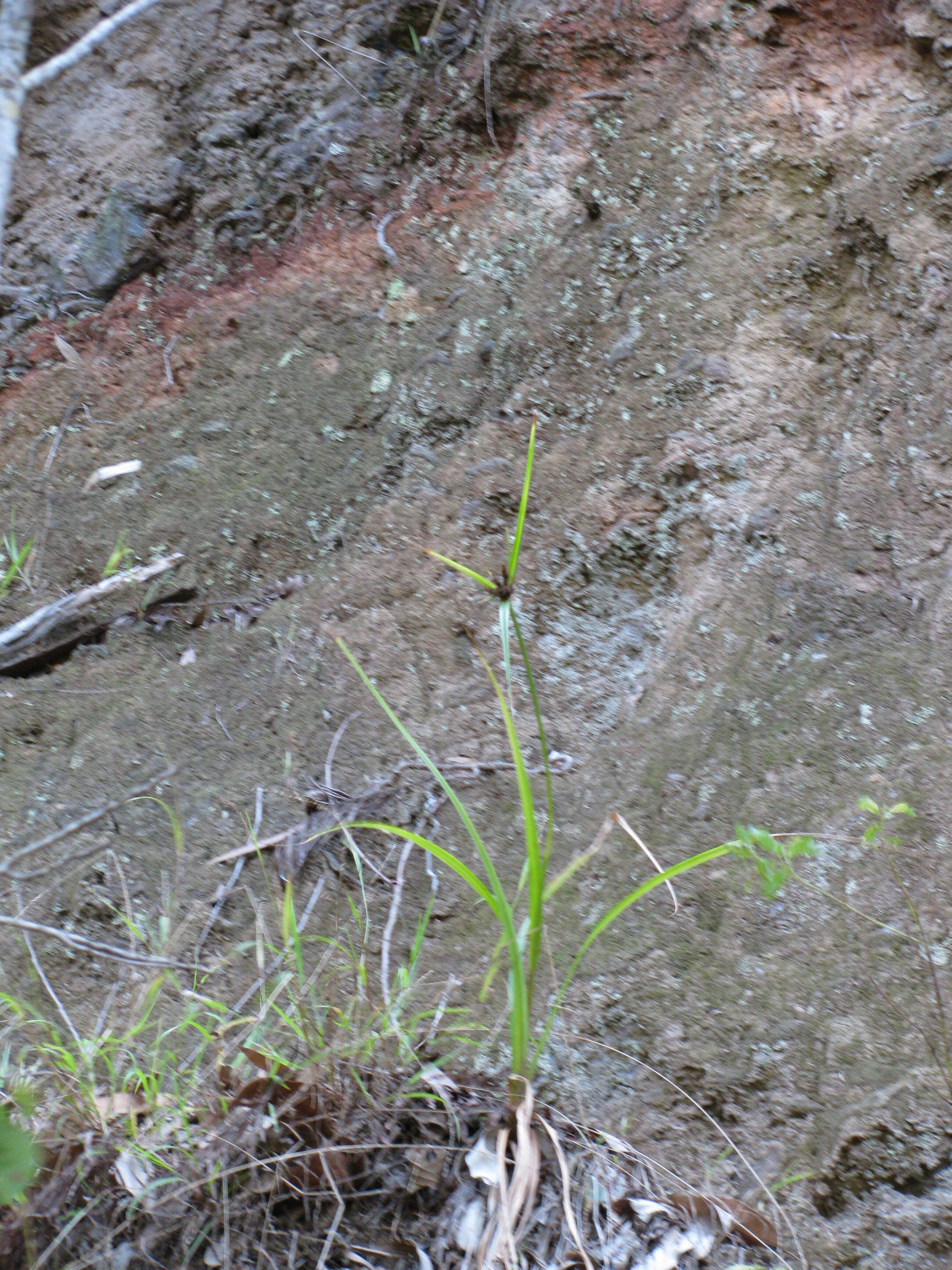 Image de Cyperus hillebrandii Boeckeler