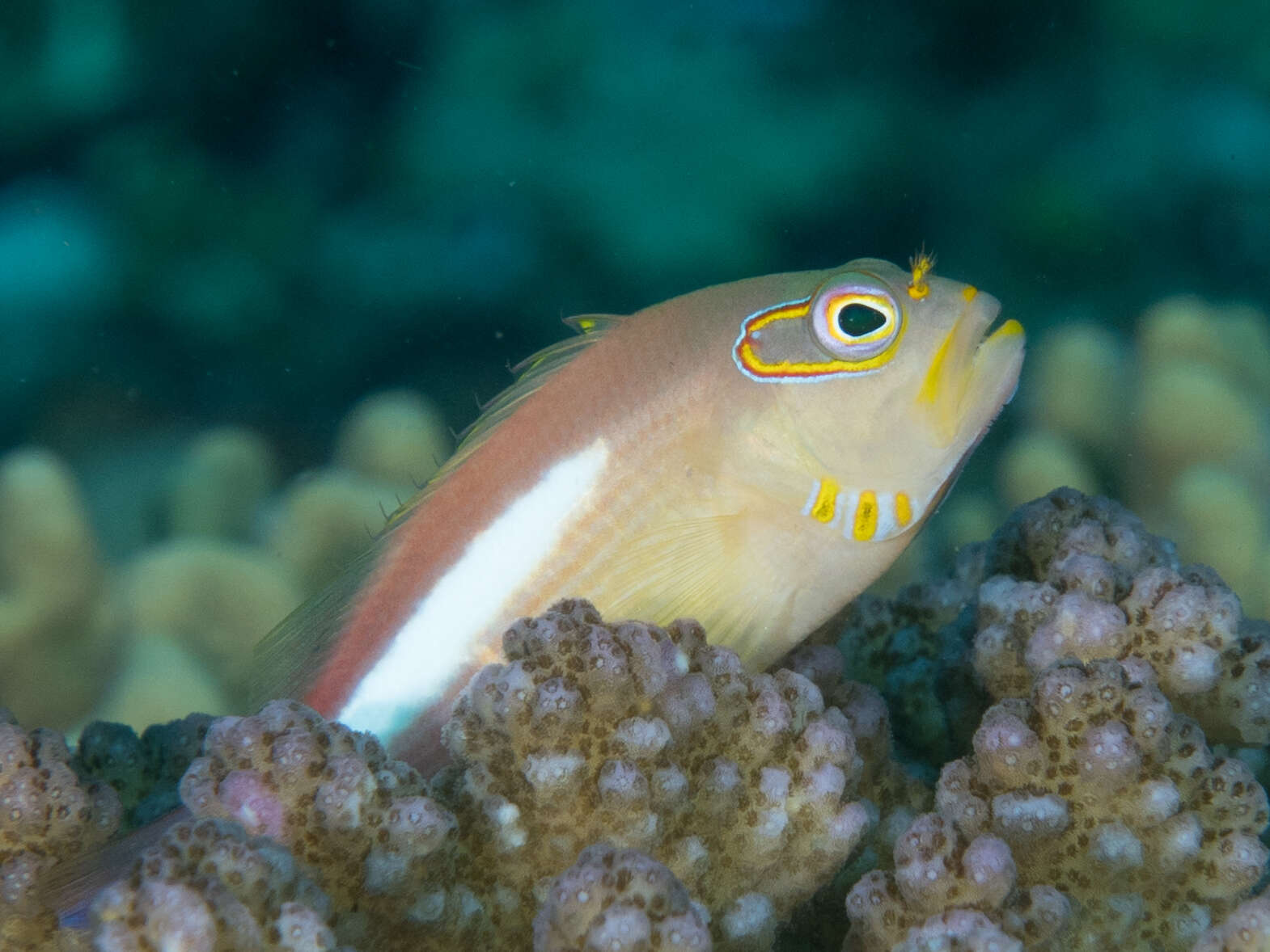 Image of Arc-eye Hawkfish