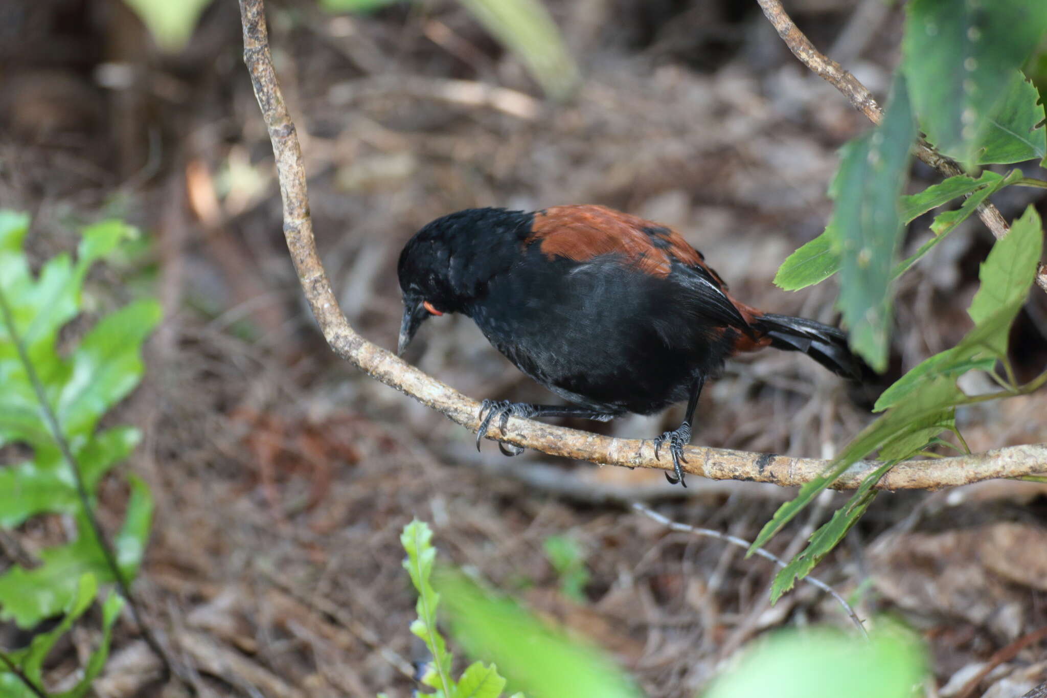 Image de Créadion rounoir